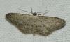 Idaea seriata